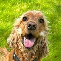 Bailey's profile photo